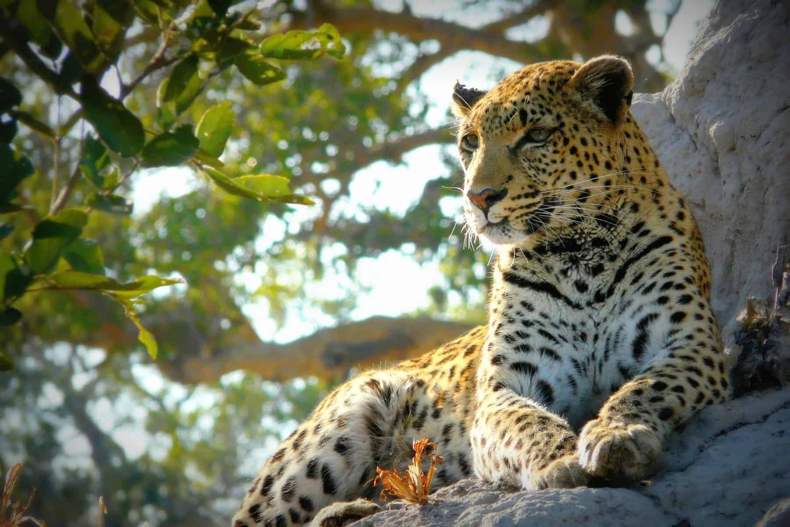 African Safari. Lonely female leopard waits quietly over a hill looking for her pray in Pom-Pom Island private game reserve, Okavango delta.