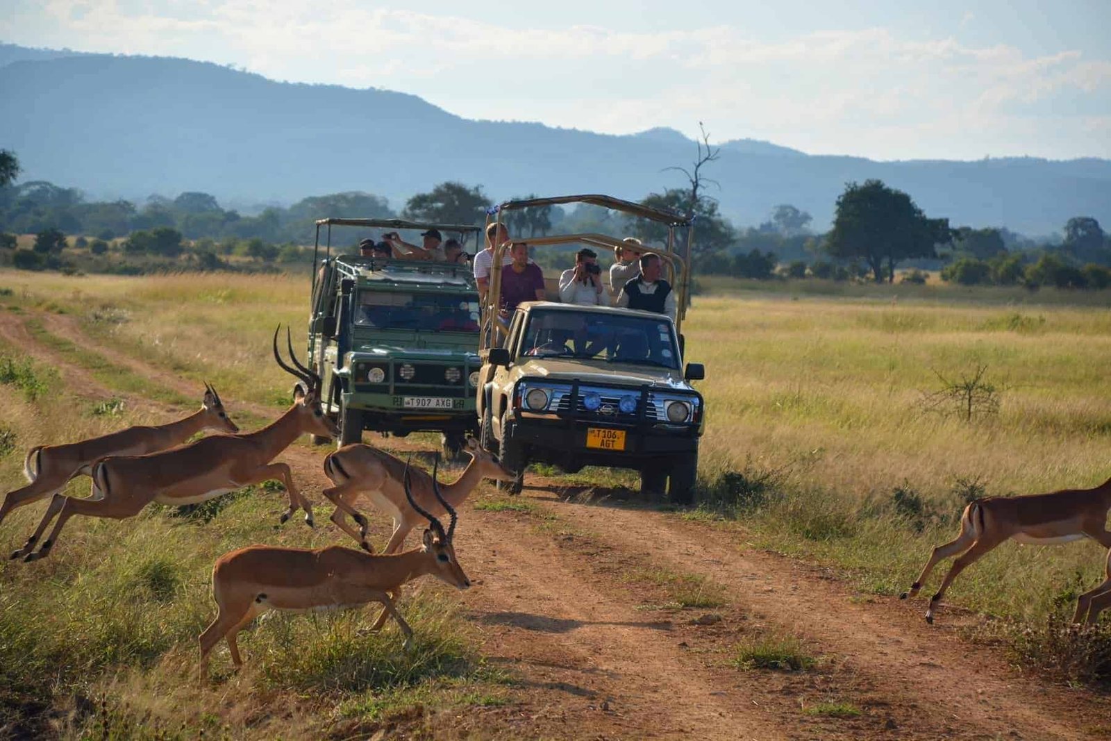 The Mikumi National Park is a national park in Mikumi, near Morogoro, Tanzania. The Mikumi is bordered to the south with the Selous Game Reserve, the two areas forming a unique ecosystem