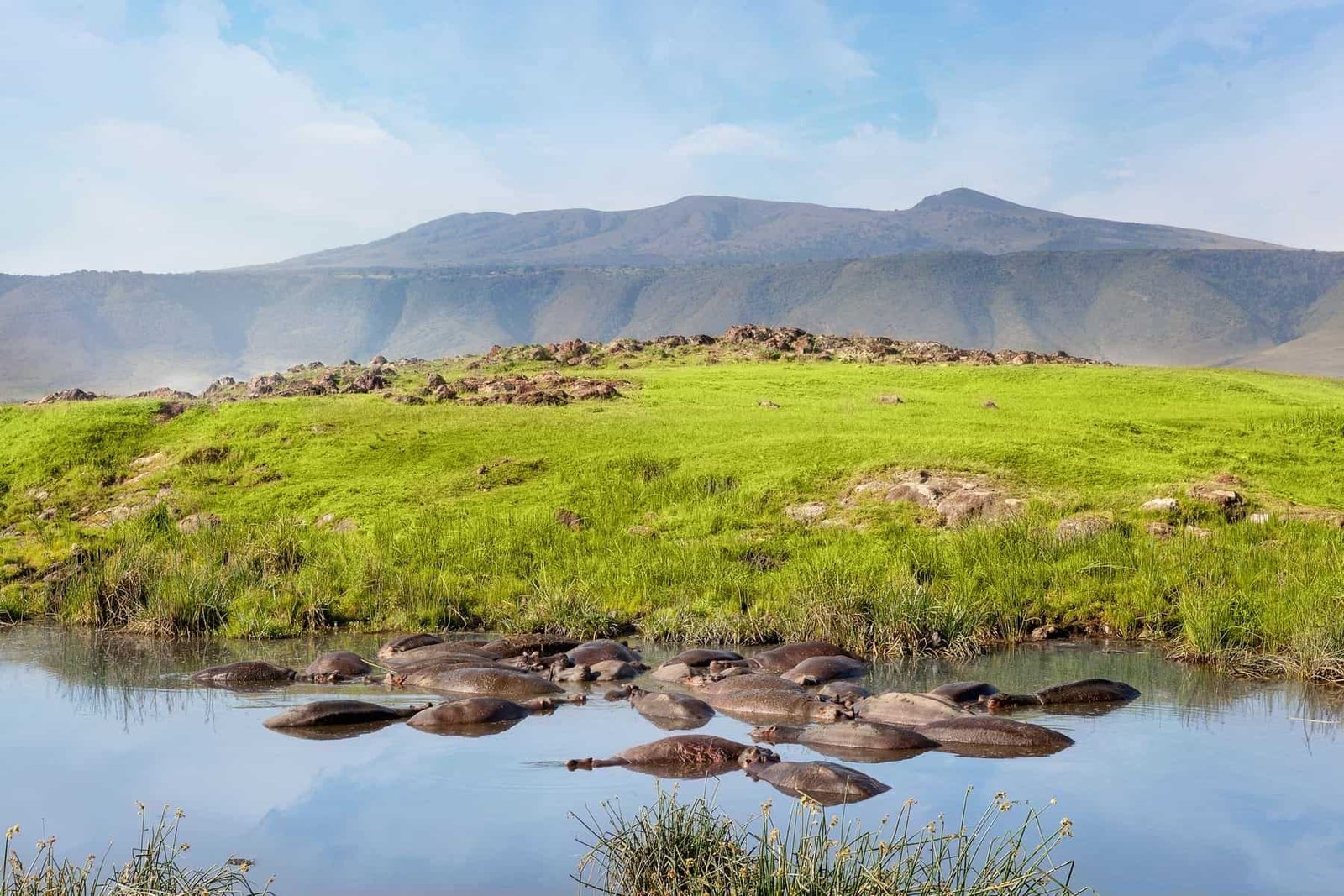 Hippo pool in serengeti national park. Savanna and safari.