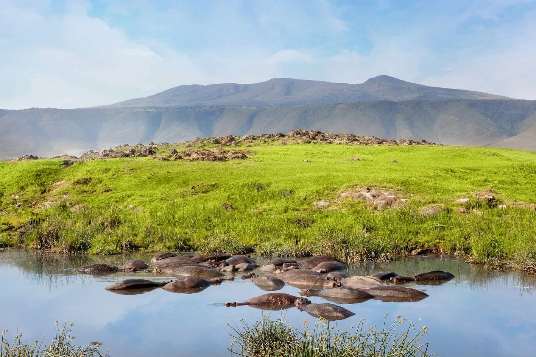 Hippo pool in serengeti national park. Savanna and safari.