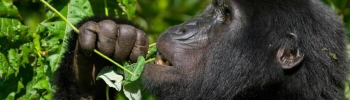 Uganda Mountain gorilla