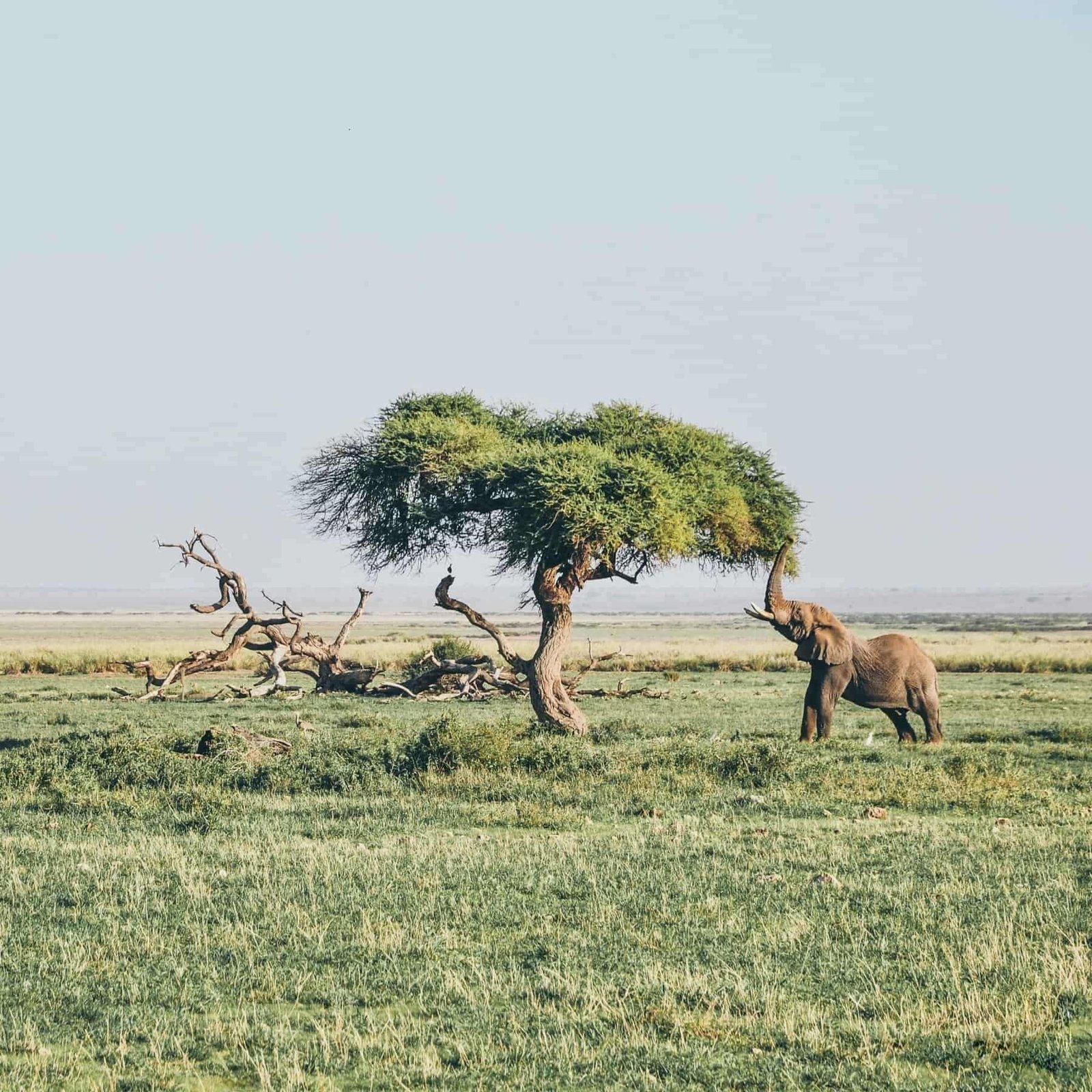 Amboseli National Park, Kenya Elephants