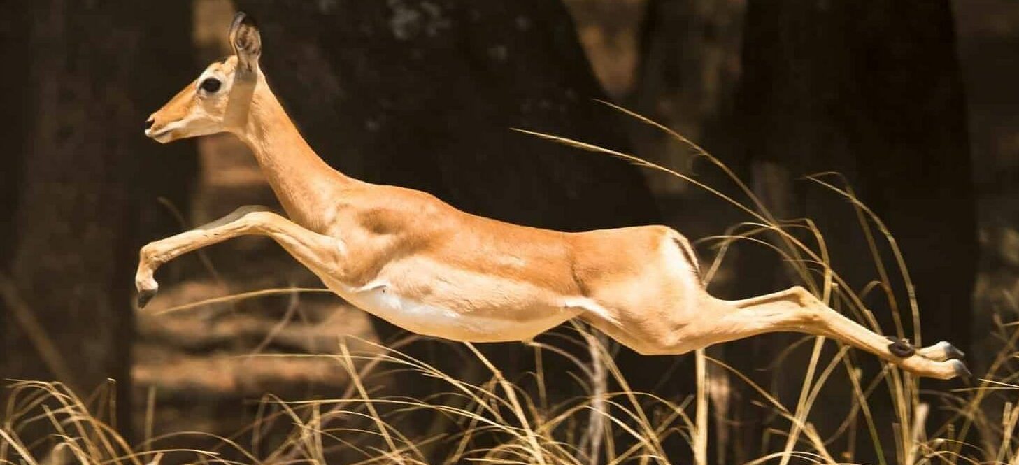 Angola, Wild Impala