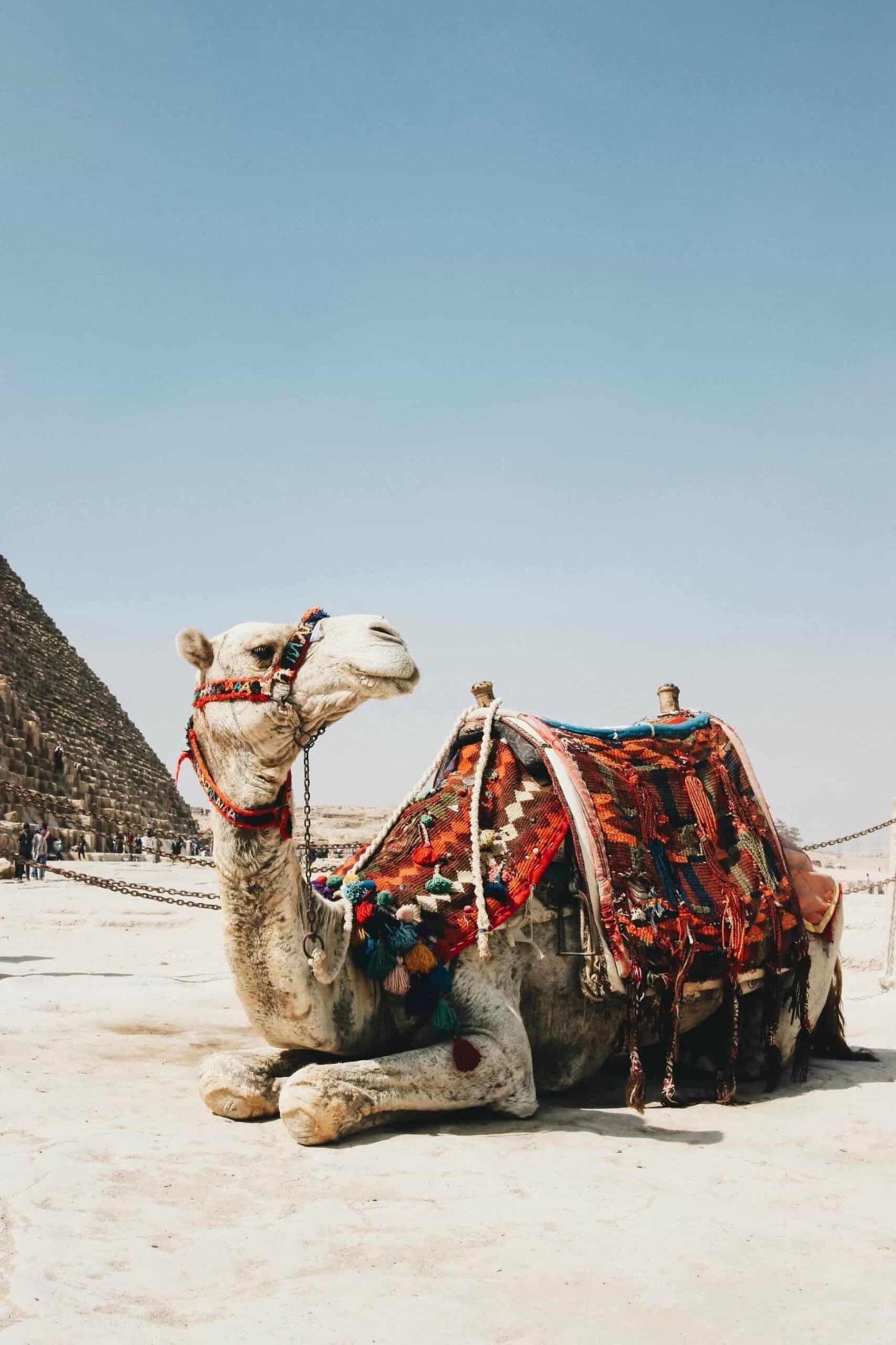 Egypt Camel ride