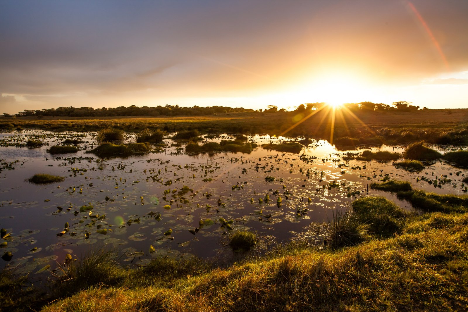 Sunset in the lake with water lilies, isimangaliso Wetland Park, KwaZulu Natal, South Africa.
