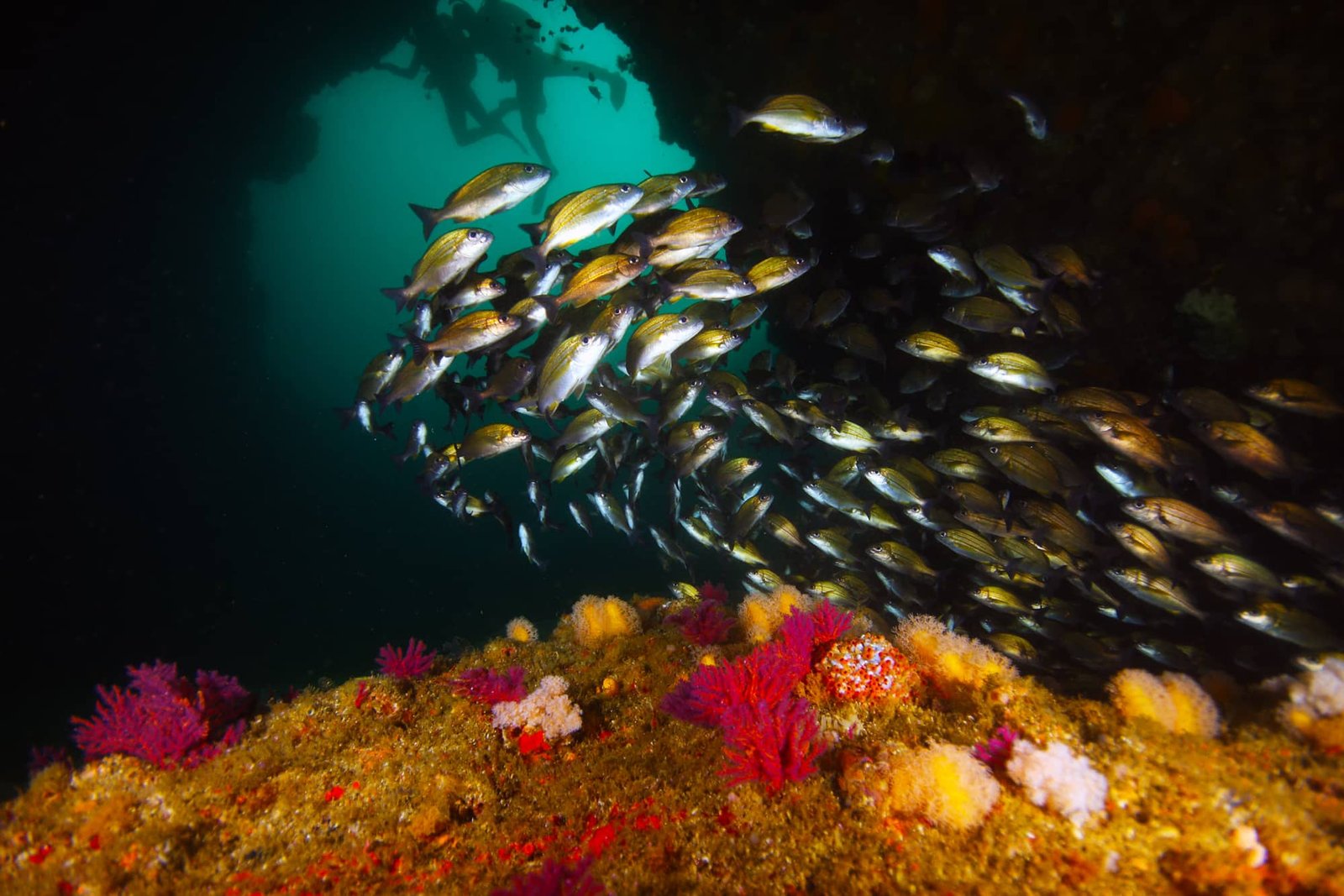 Rich cliff in the Indian Ocean. Aliwal's mallow shoal with its rich underwater fauna.