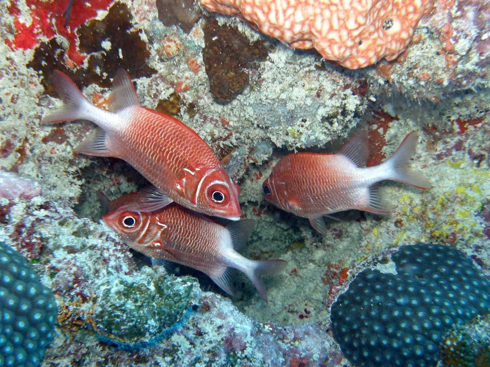 Seychelles, Soldier fish