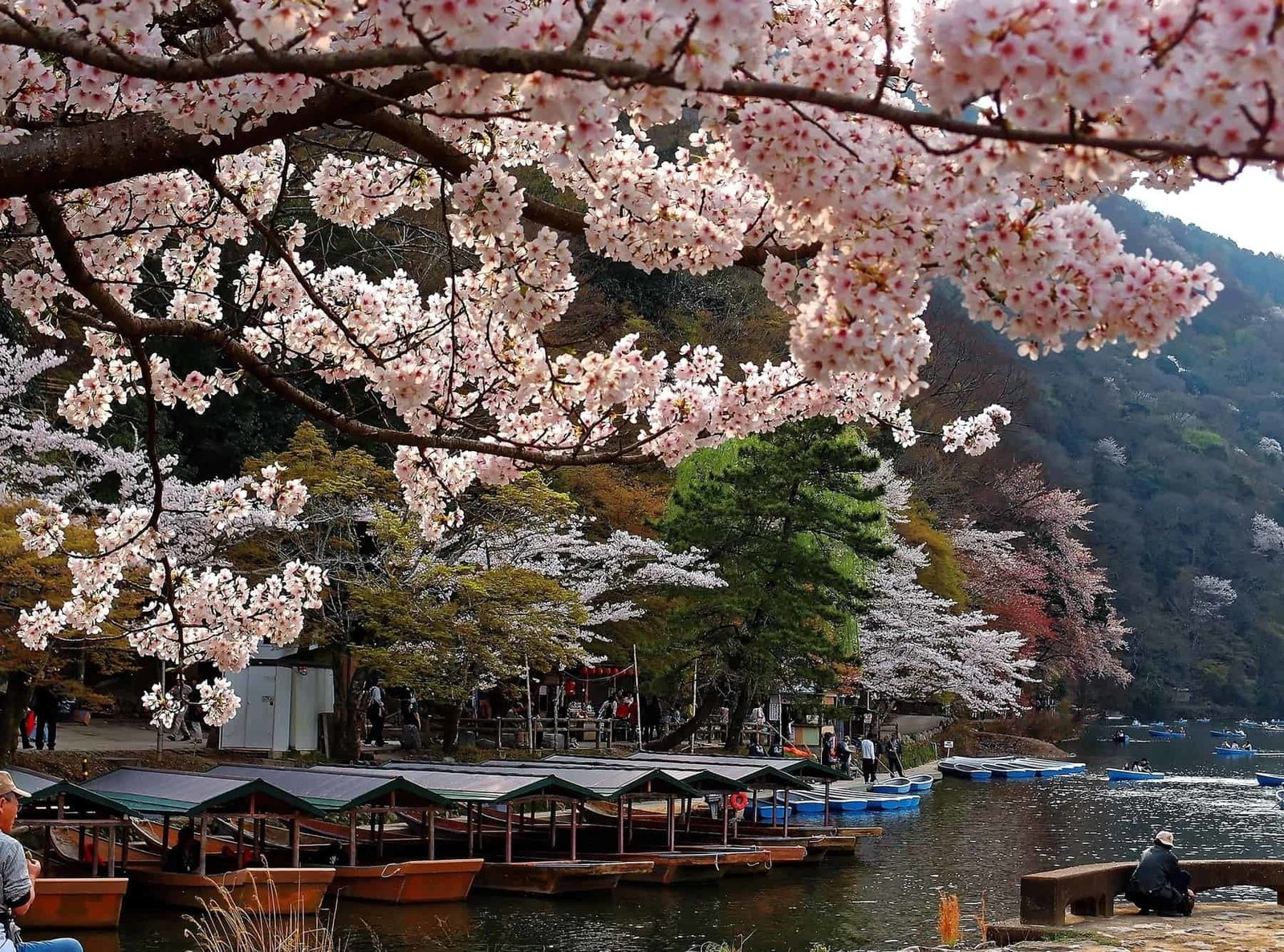 Close-up view of Sakura flowers cherry blossoms by Katsura River with traditional roofed boats Yakatabune parking by the riverside in Arashiyama, Kyoto, Japan~ Beautiful Japanese scenery in spring