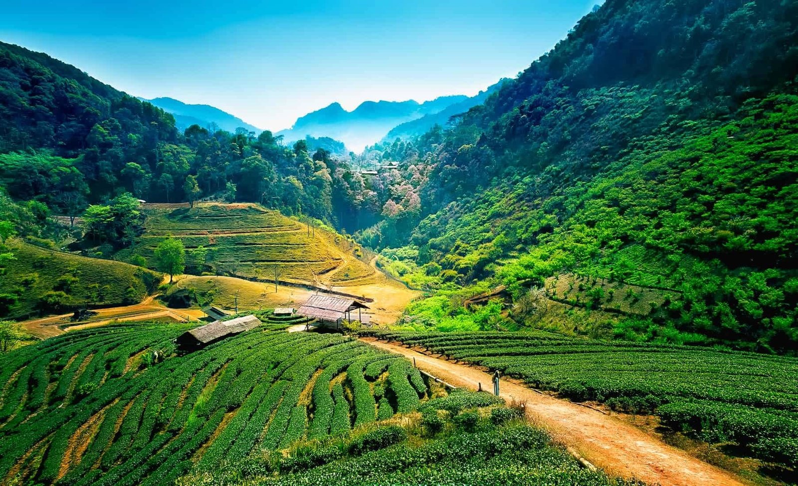 Tea plantations on angkhang mountain, chiang mai, thailand