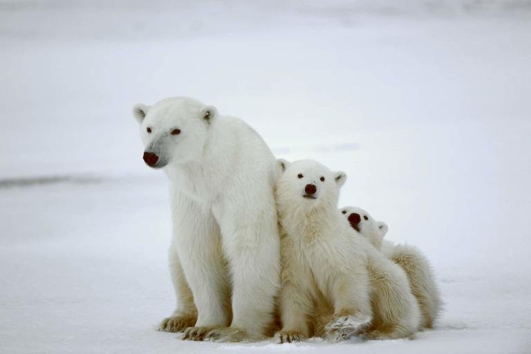 White polar bears in Arctic wilderness, family of bears on snow, wildlife photography of bears in nature.