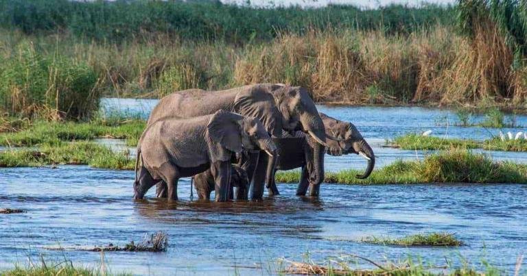 Elephants crossing a river in a lush, wildlife-rich landscape. Perfect for wildlife safaris and nature travel enthusiasts.