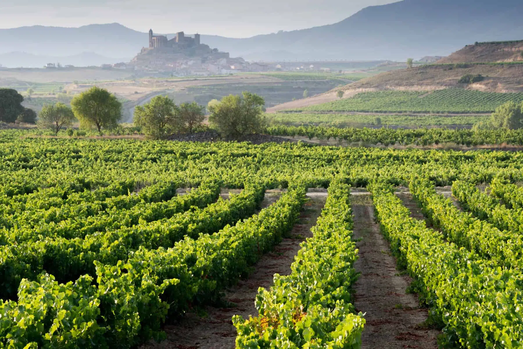 Vineyard map of Spain showcasing major wine regions and popular wine areas for wine tourism and tasting.