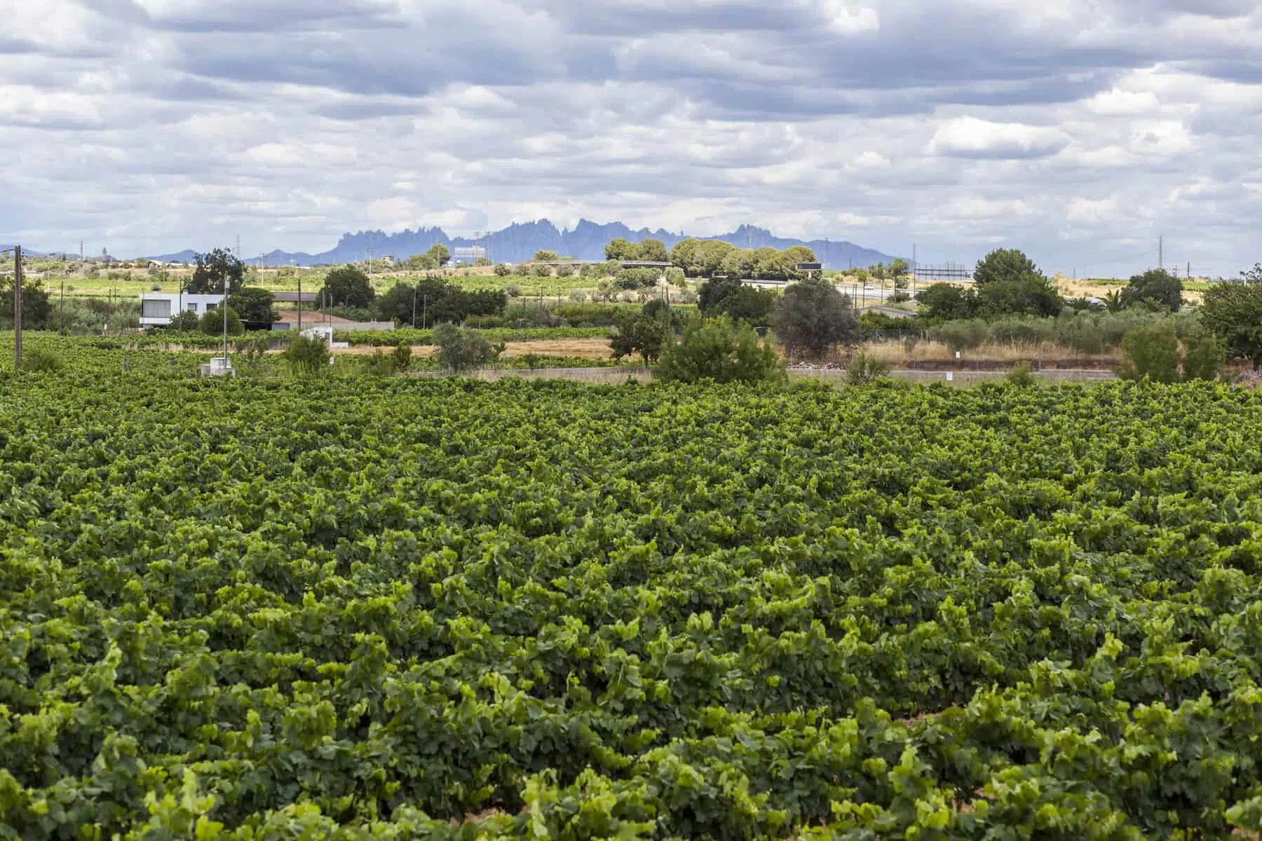 Vineyard map of Spain showcasing major wine regions and popular wine areas for wine tourism and tasting.