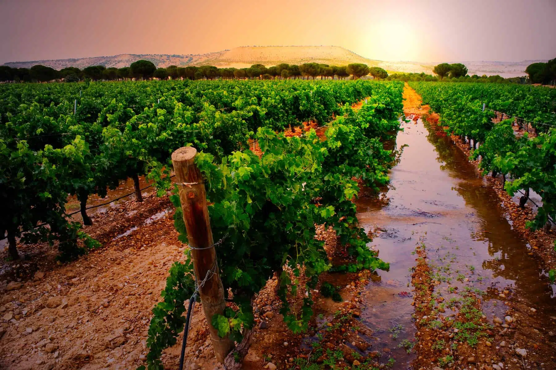 Vineyard map of Spain showcasing major wine regions and popular wine areas for wine tourism and tasting.
