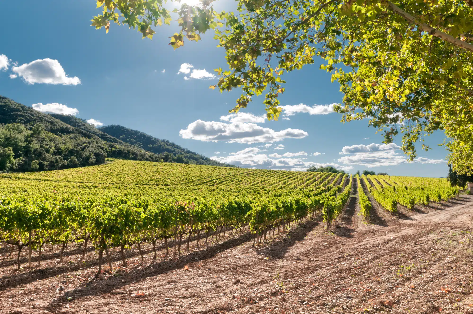 spanish wine regions ideas — Vineyard map of Spain showcasing major wine regions and popular wine areas for wine tourism and tasting.
