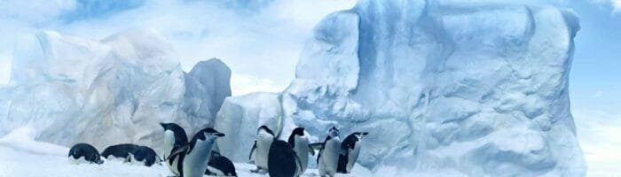 Penguins on ice floe