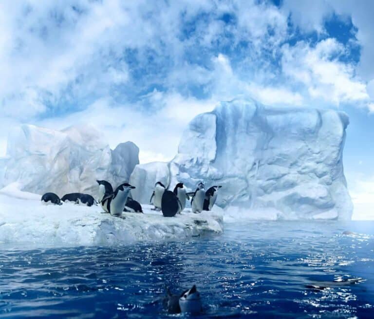 Penguins on ice floe