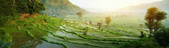 Rice tarrace in mountains. Bali. Indonesia