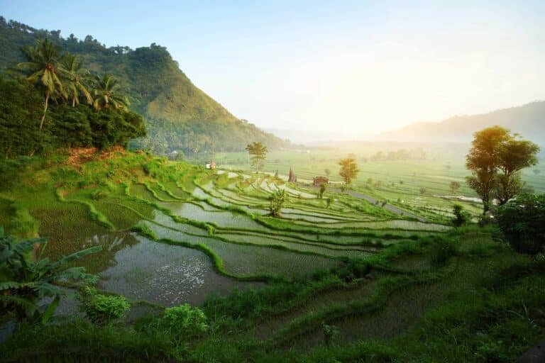 Rice tarrace in mountains. Bali. Indonesia