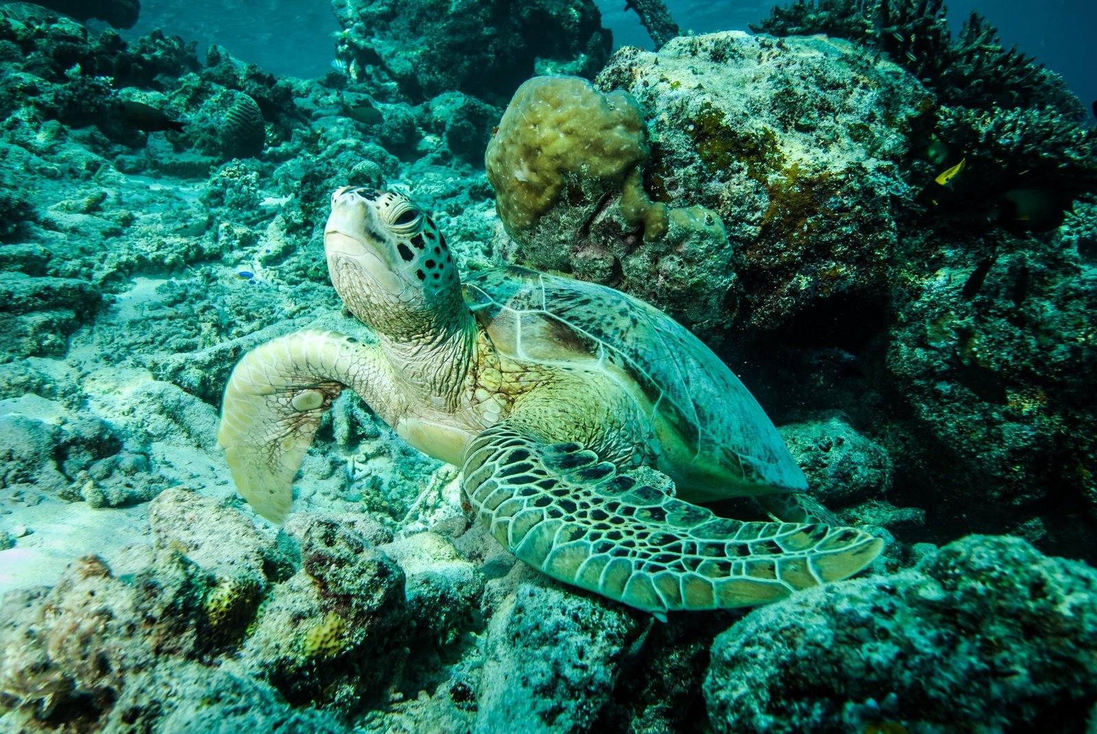 Green sea turtle resting on the reefs 
