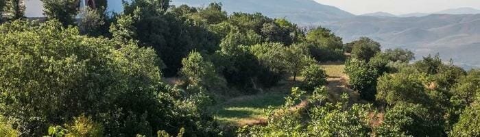 Vineyard overlooking rolling hills with a distant church and mountain scenery, perfect for peaceful travel and scenic retreats.