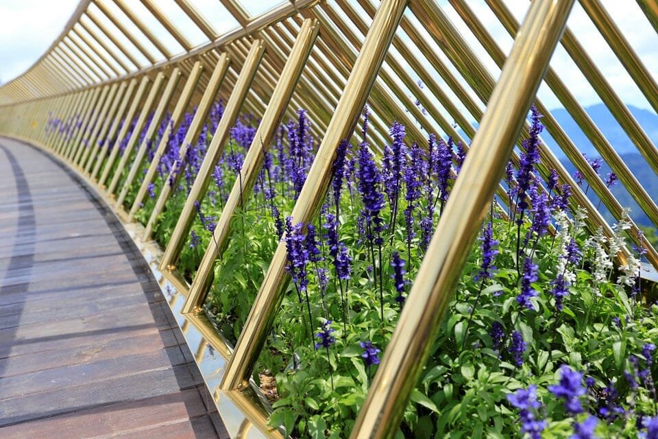 Golden-bridge-ba-na-hills-vietnam, Lobelia Chrysanthemums