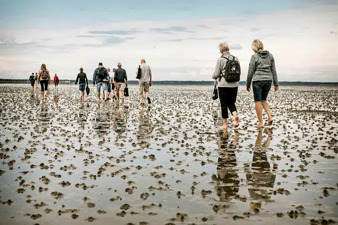 Places to visit in Denmark, Vadehavet, low tide in south western Justland