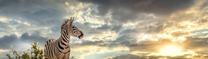 Herd of zebras on the african savannah