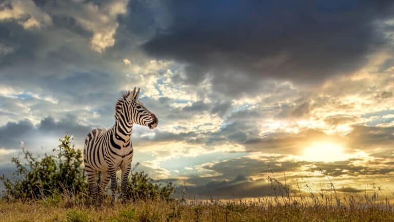 Herd of zebras on the african savannah