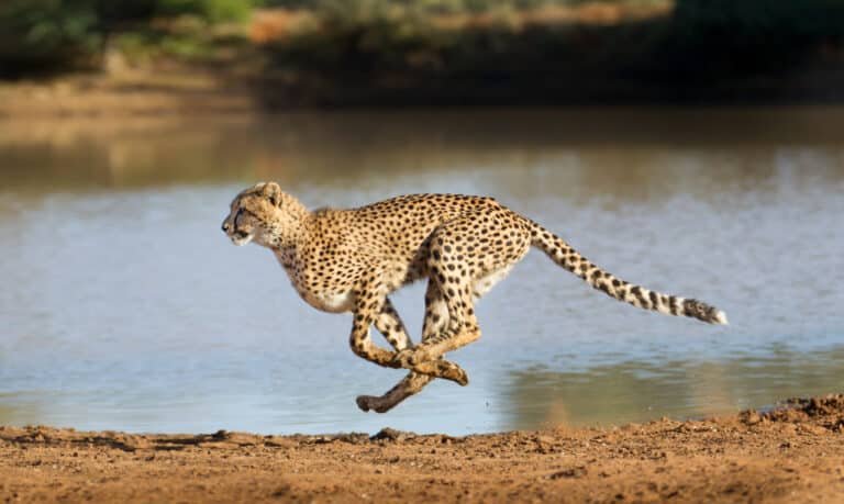 Travel to the African continent. Cheetah running, Acinonyx jubatus, South Africa on the rise