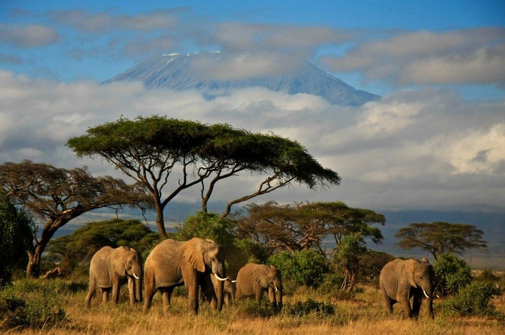 Travel to the African continent.