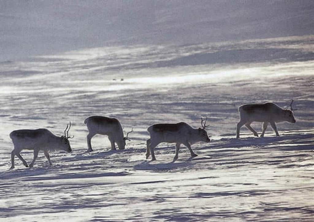 Caribou_in the Arctics. Sweden