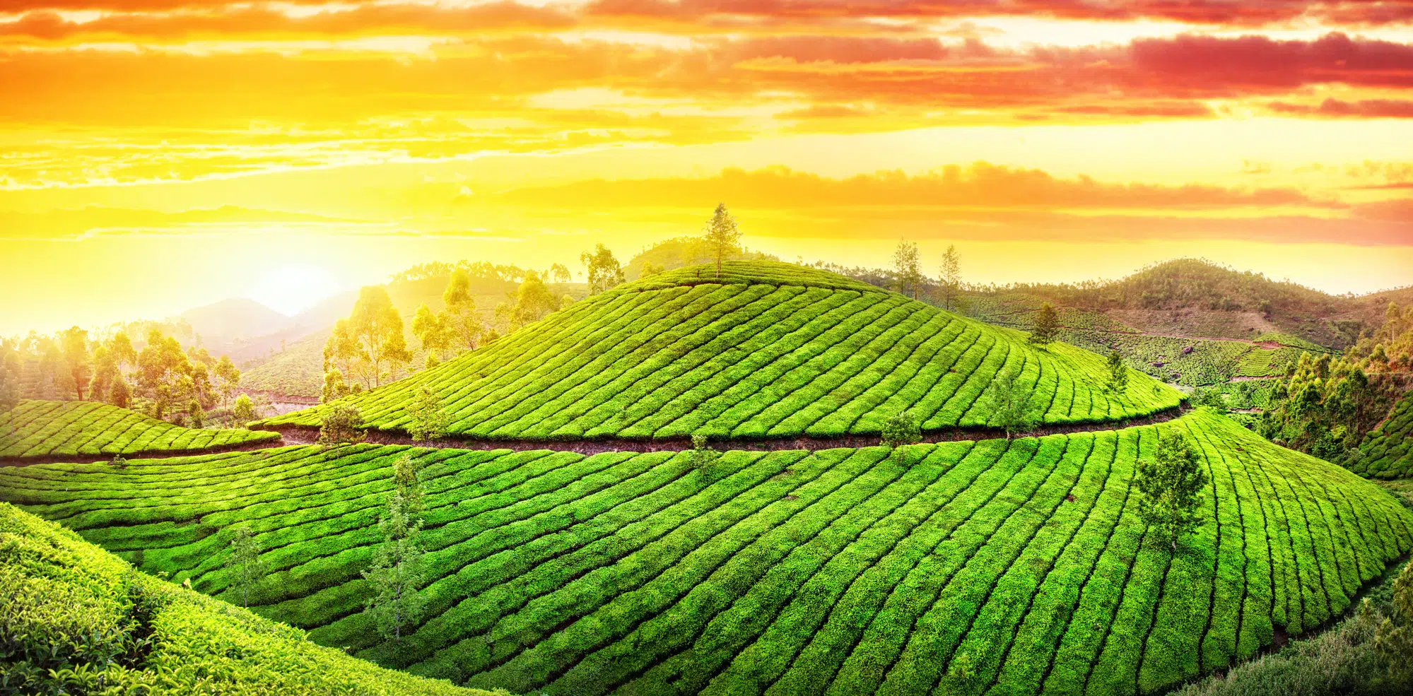 Tea plantations hills at sunset sky in Munnar, Kerala, India