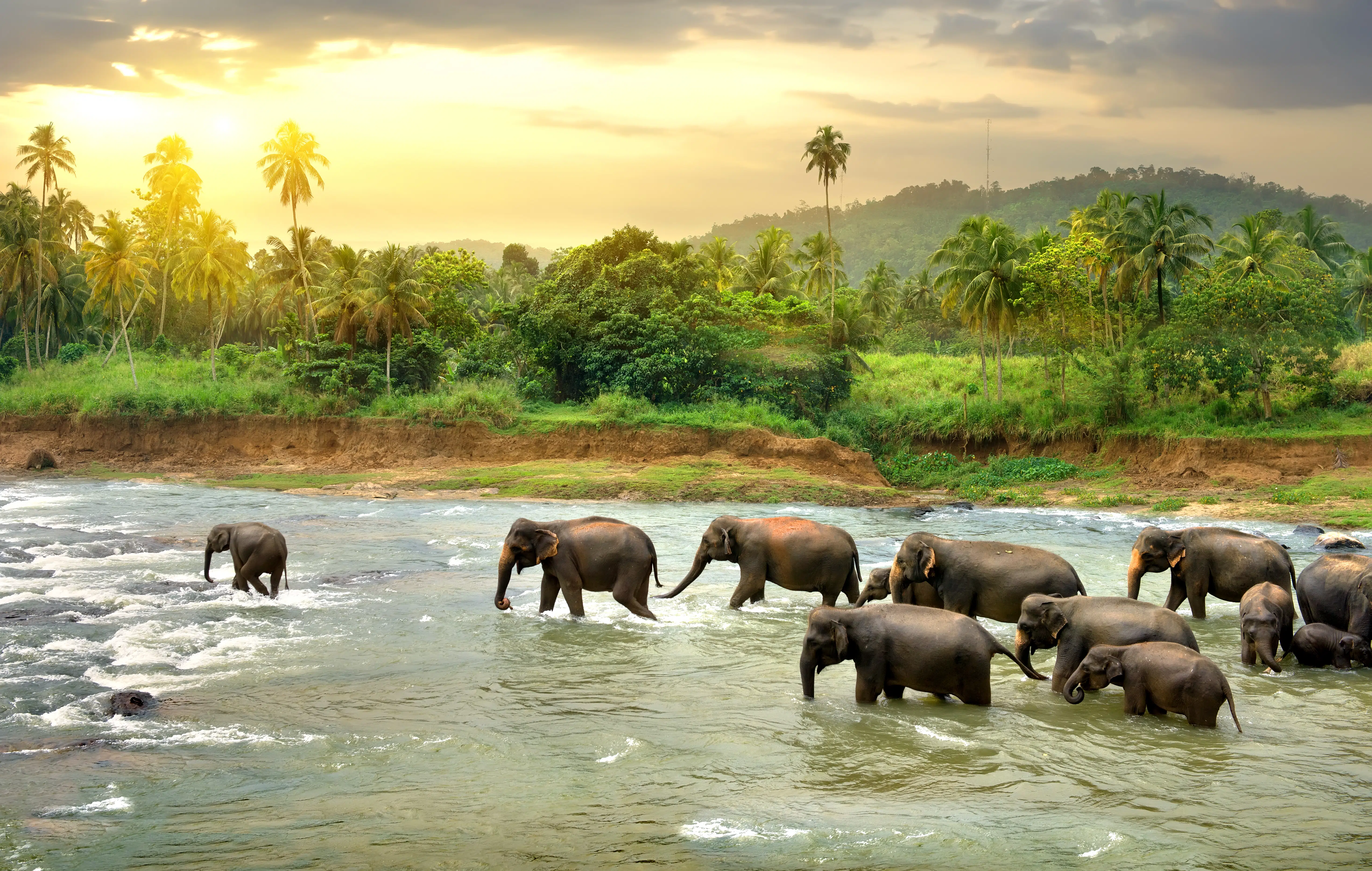 Herd of elefants walking in a jungle river in Sri Lanka