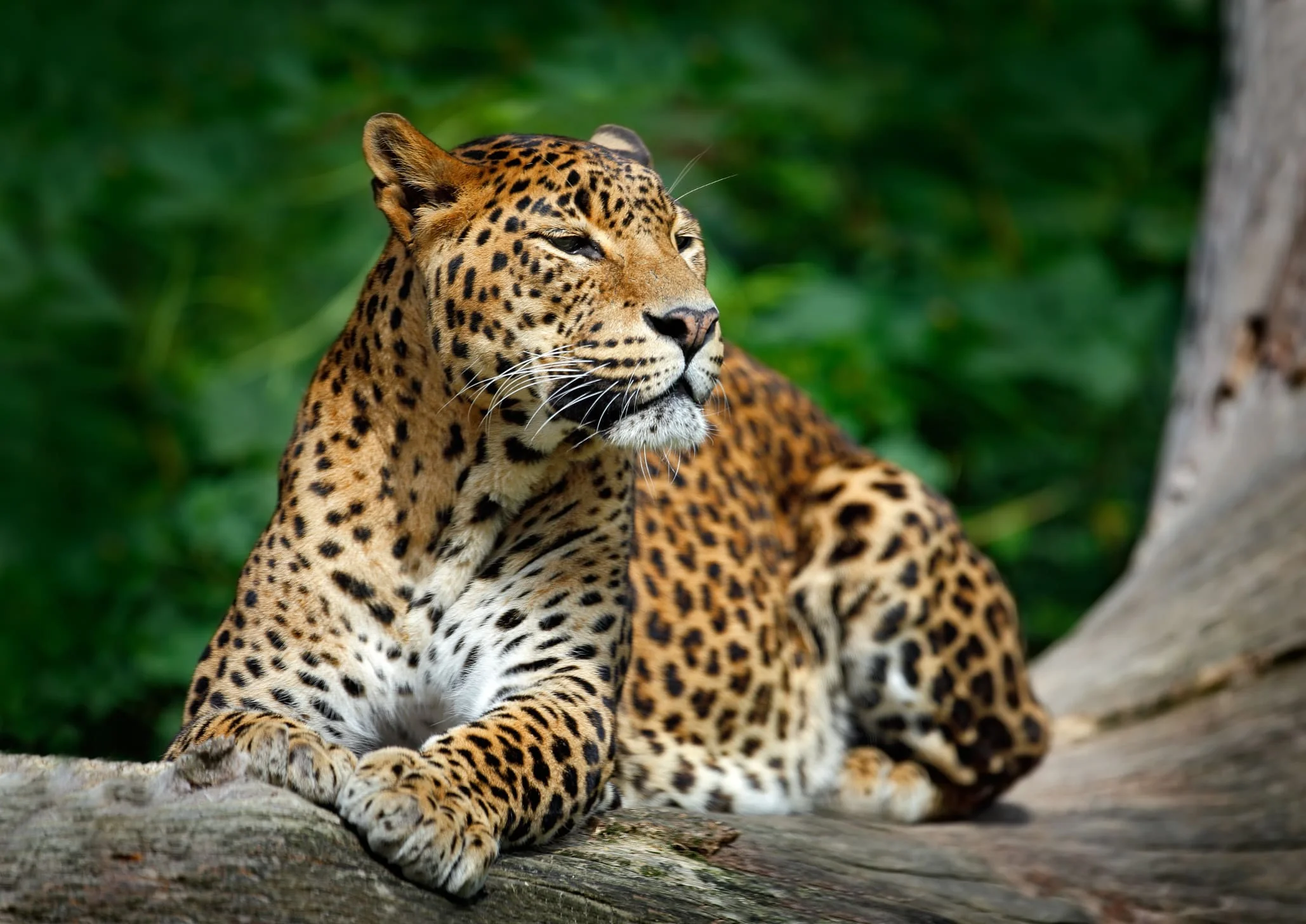 Sri Lanka Leopard