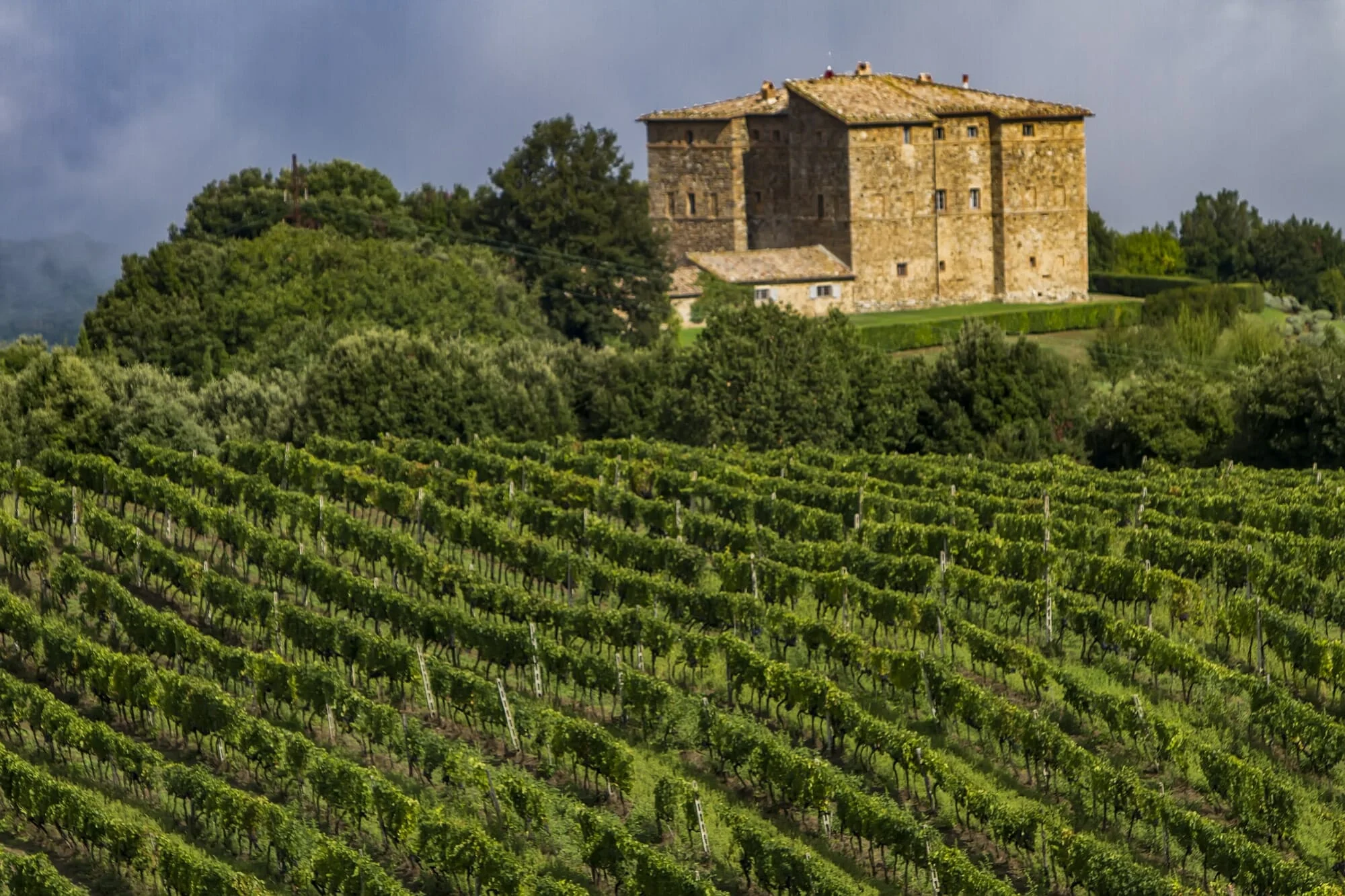Field of vines in the countryside of Tuscany, Italy