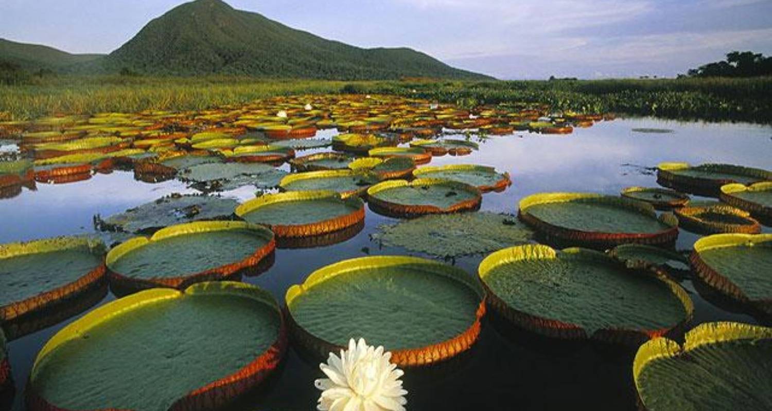 Unearthing-exotic-treasures-in-the-Pantanal-wetlands.jpg