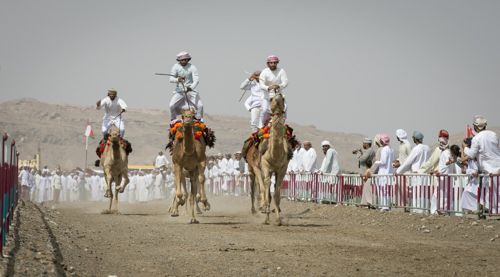 Al Safen, Oman, Omani men at a camel race in aca countryside