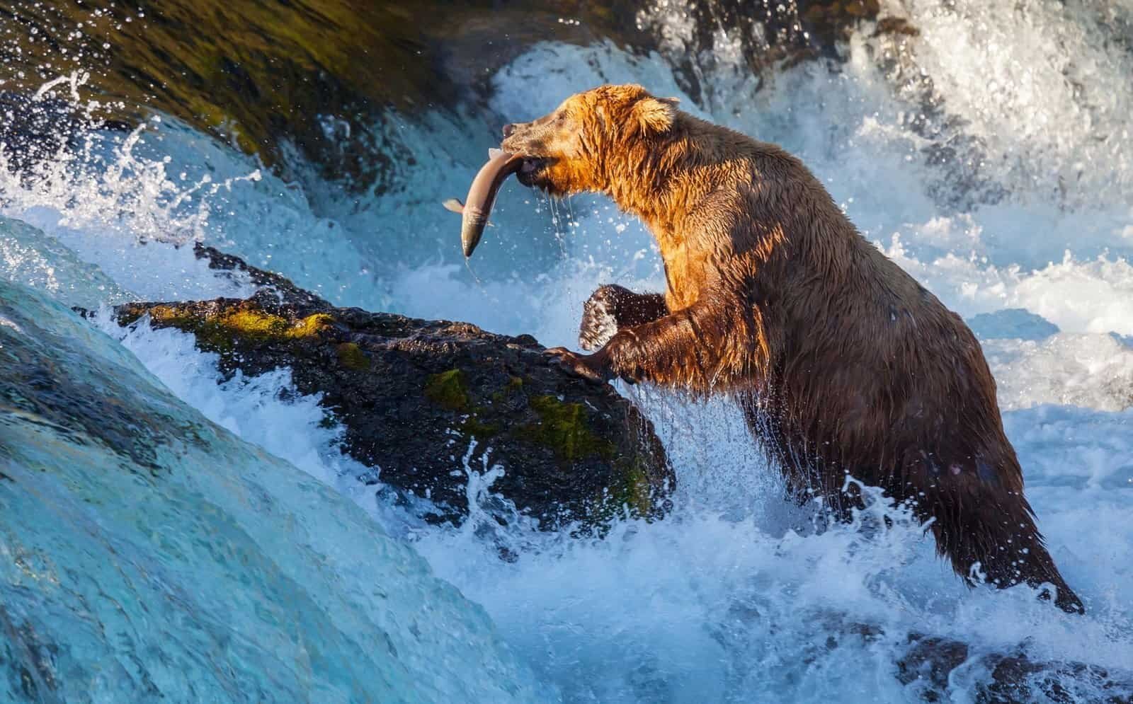 Brown bear in Alaska catching a salmon