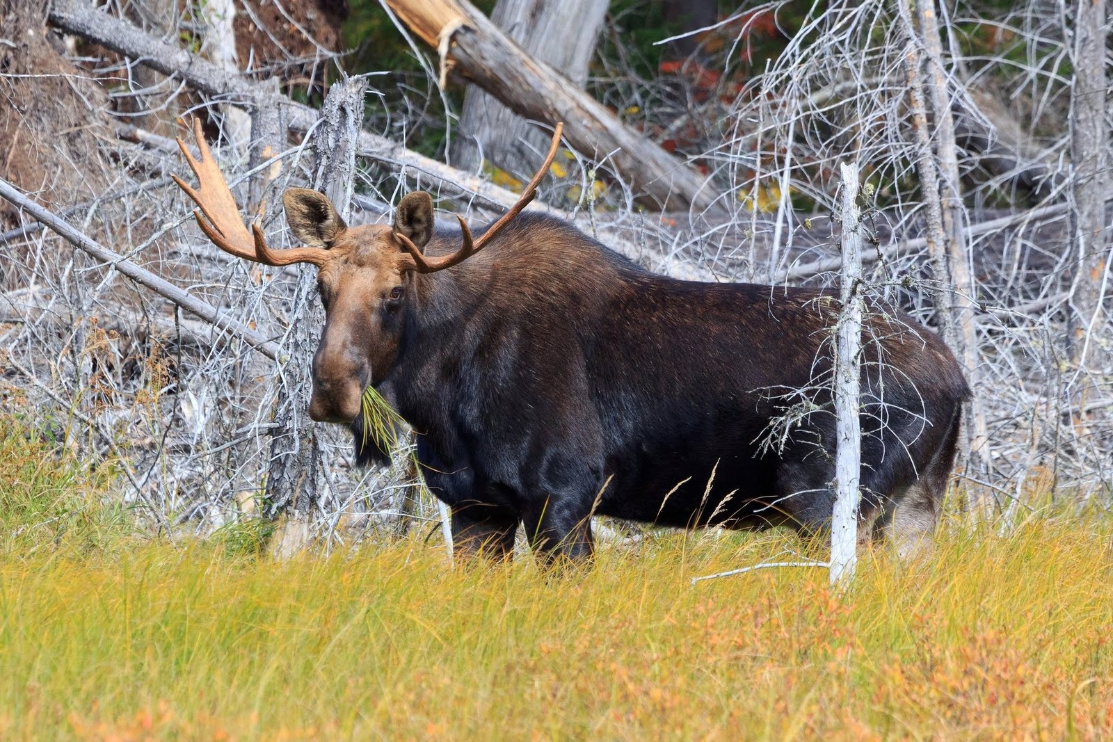 Bull moose in Algonquin provincial park in Canada