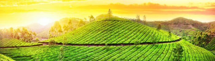 Cleartrip, Tea plantations hills at sunset sky in Munnar, Kerala, India