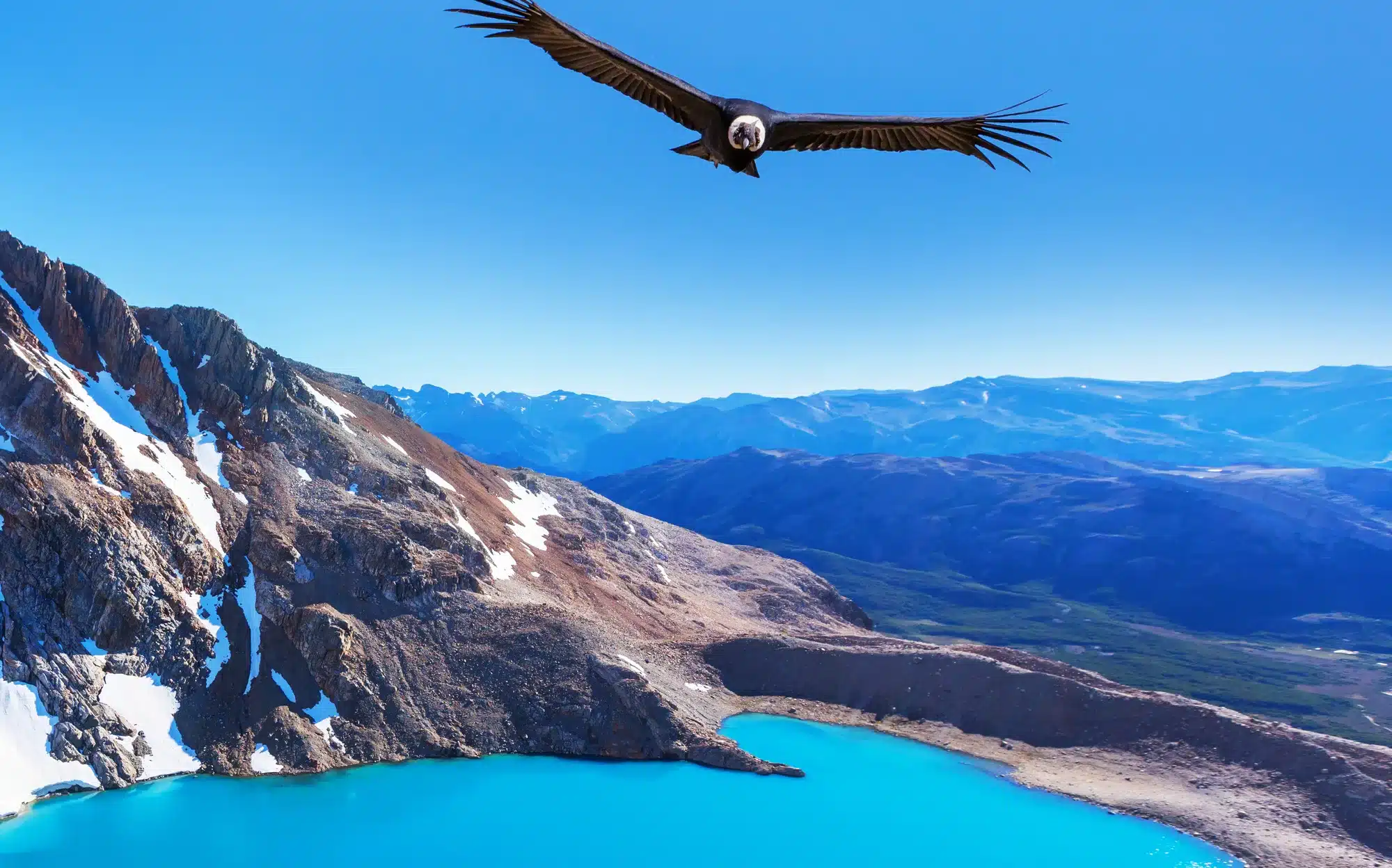 Condor in Patagonia, Argentina