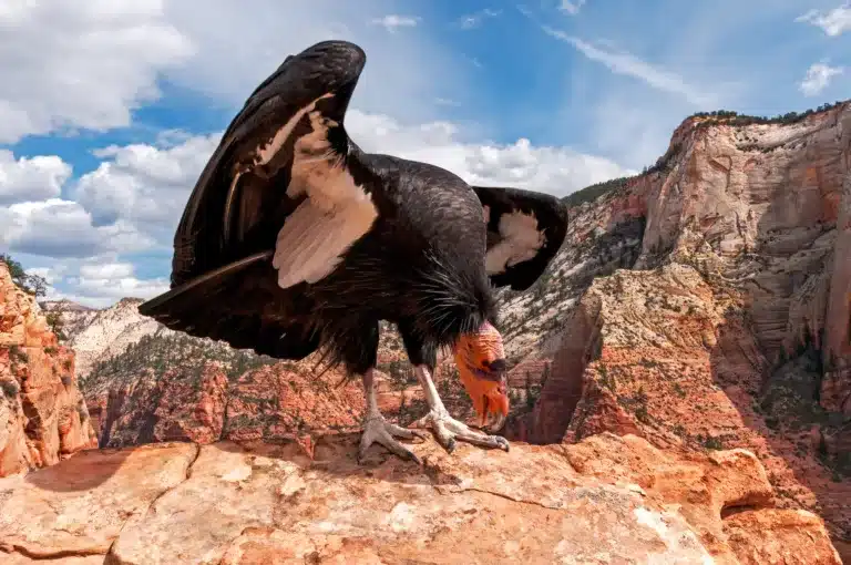 California condor on a cliff. Best news for endangered species