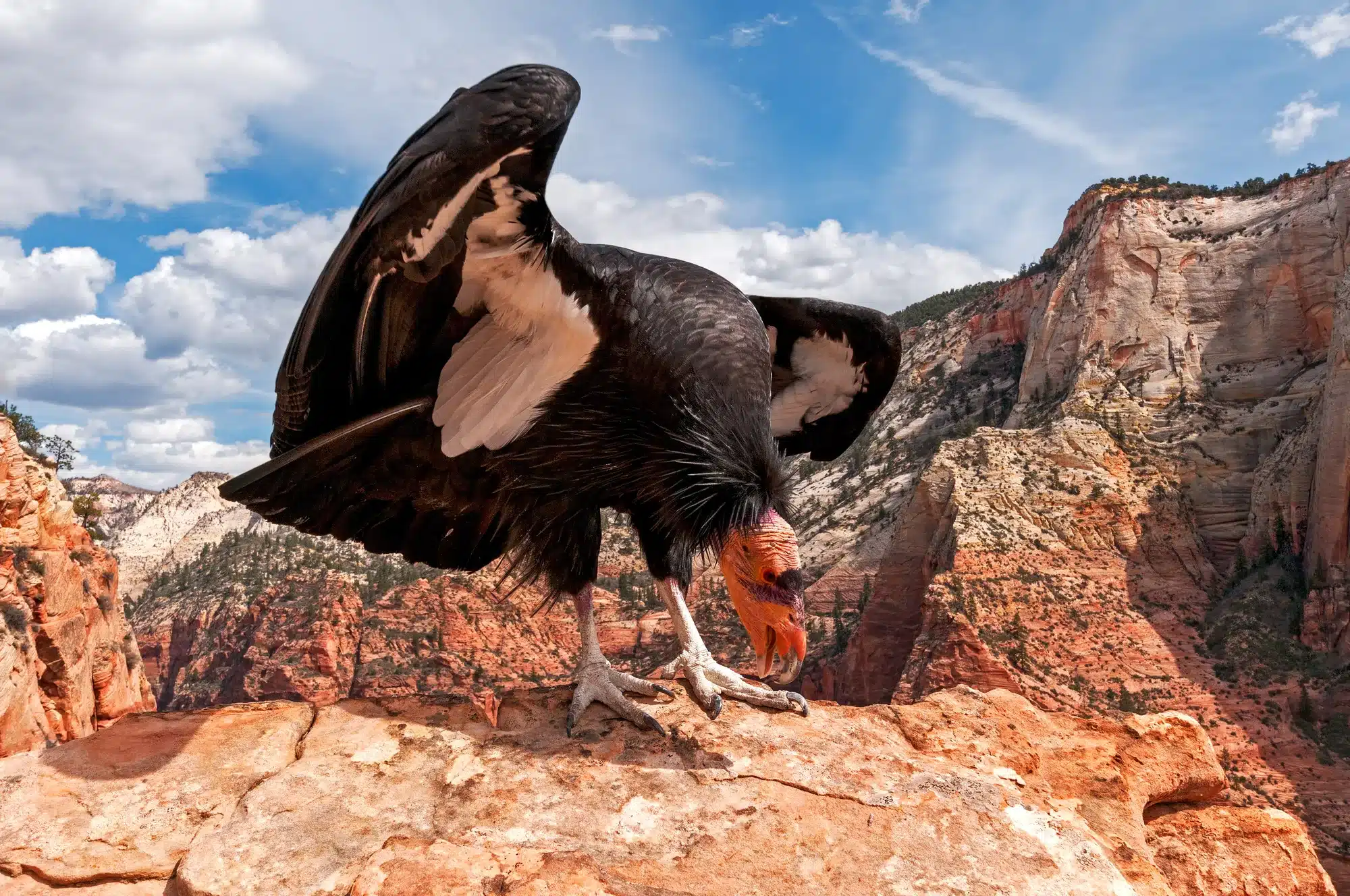 California condor on a cliff. Best news for endangered species