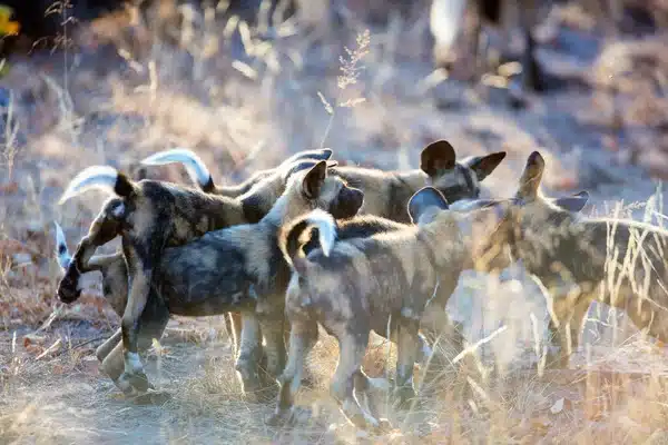 Endangered-animals-african-wild-dogs. Is tourism a threat to endangered species