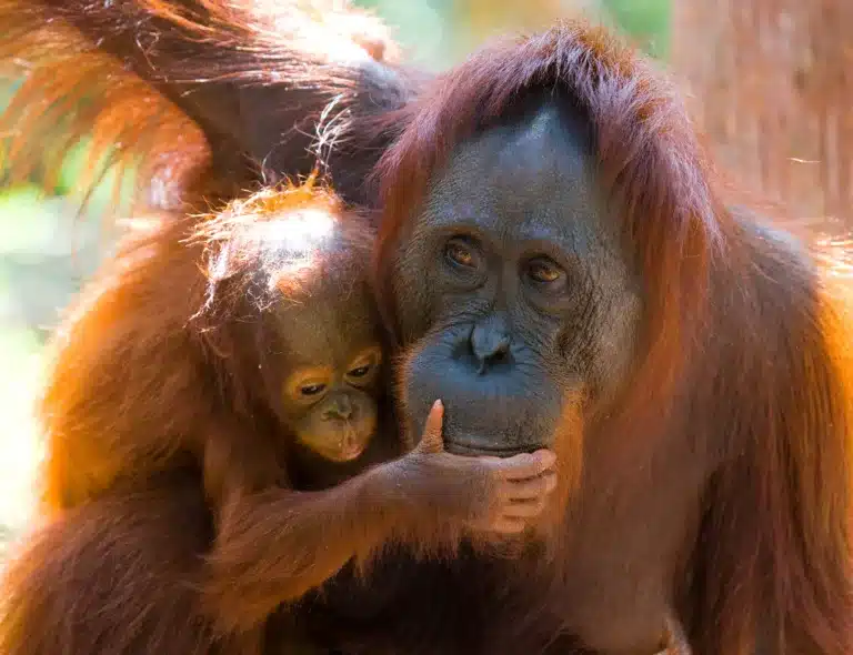 help endangered animals. Orangutang mother and baby