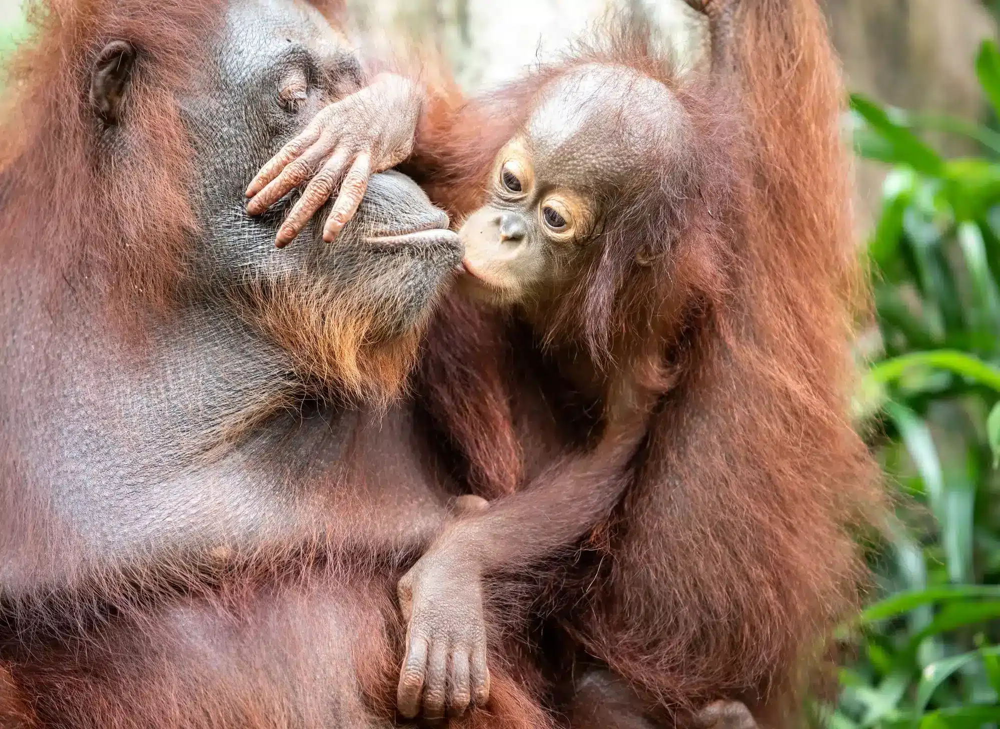 Orangutan mother kissing her little baby, Sumatran orangutans are listed among the 25 most endangered primates in the world and Bornean, Sumatran and Tapanuli orangutans are in imminent danger of going extinct. Population numbers of Sumatran orangutans have declined over 80 percent in the past 75 years, and it is projected that this decline will continue.