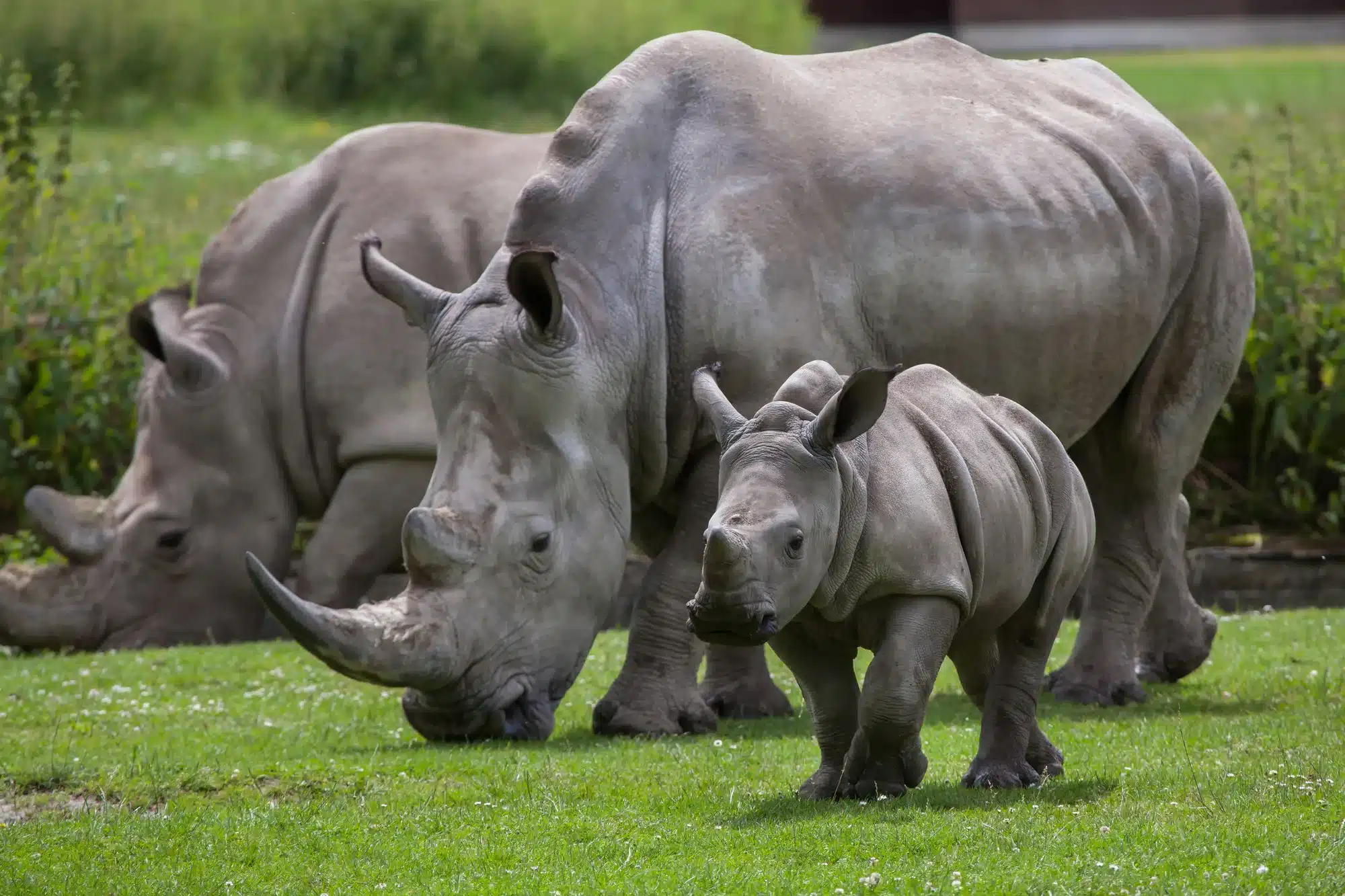 Southern white rhinoceros (Ceratotherium simum simum). Now ca. 18000 rhinos, Extinction os oushed back