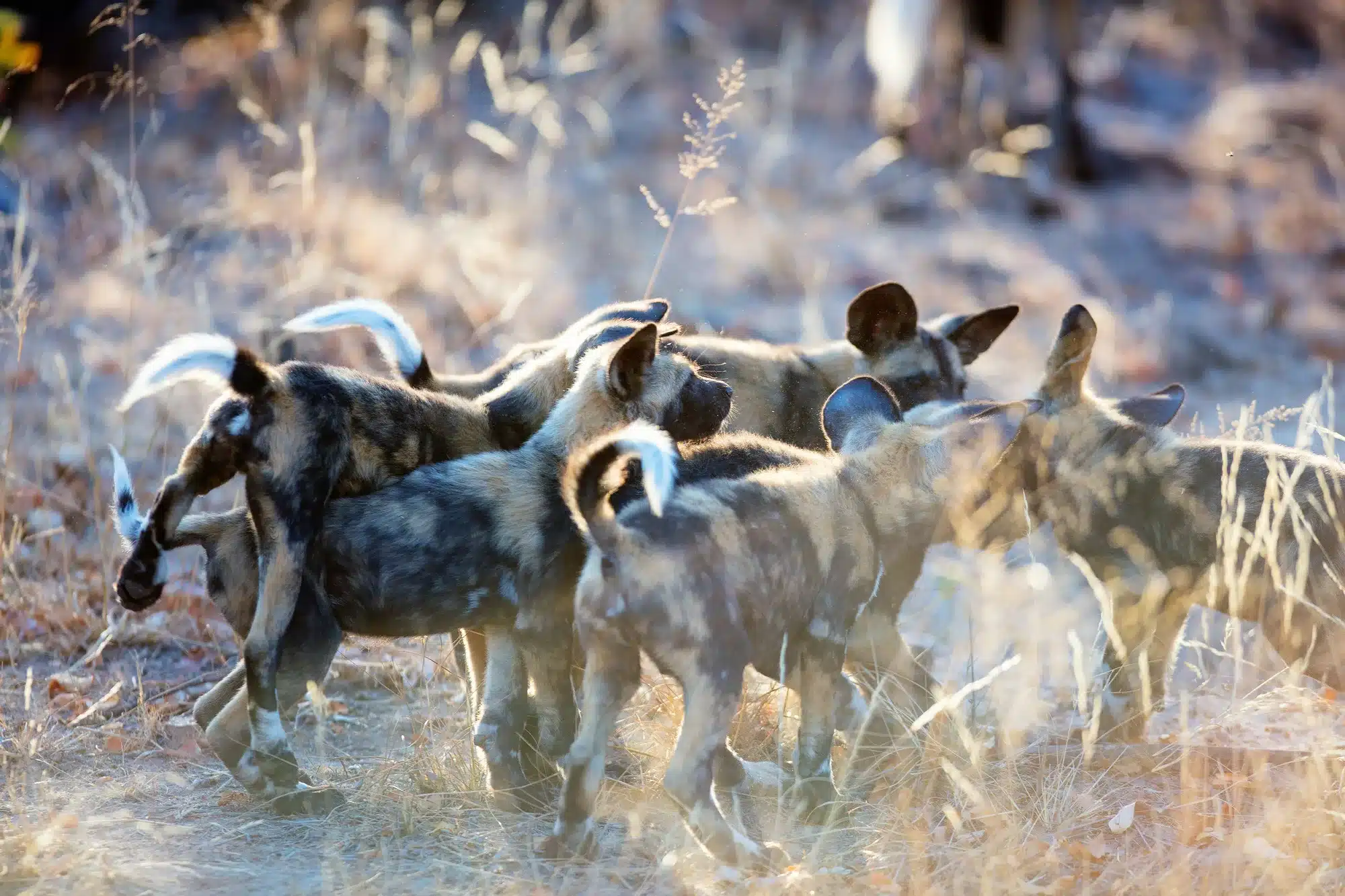 African Wild Dog puppies