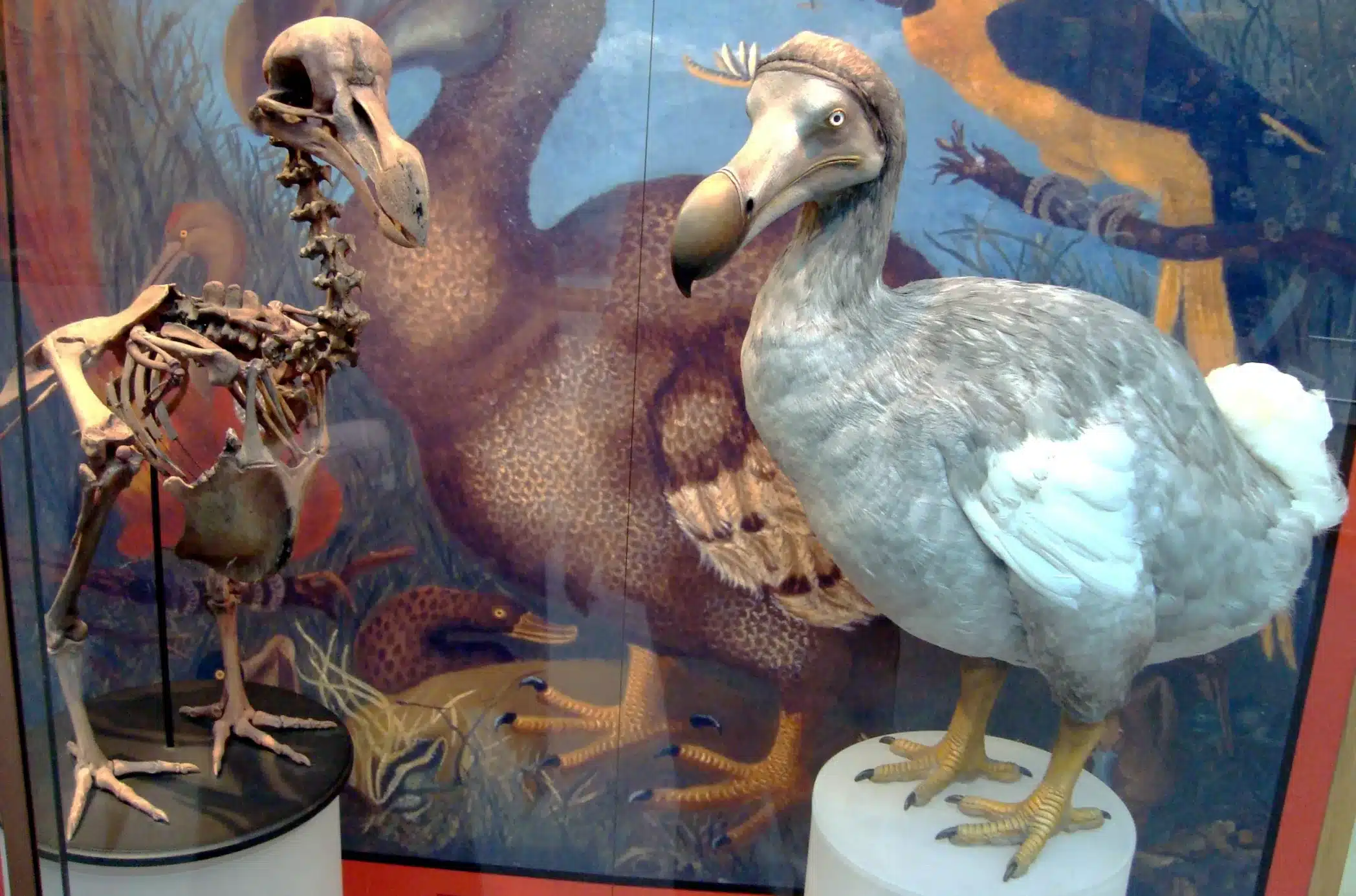 Extinct animals. Dodo, Oxford Museum
